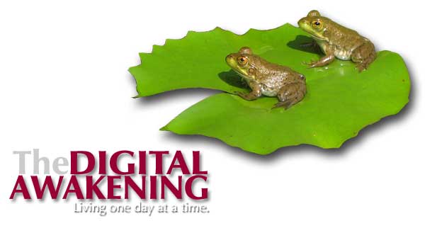 Cover image - Two frogs on a lilypad