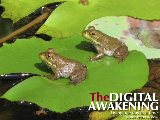 Two frogs on a lily pad