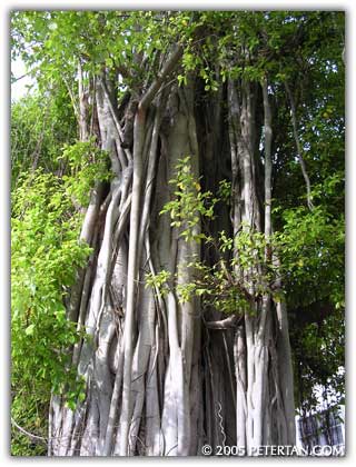 Interesting-looking ficus tree Burma Lane