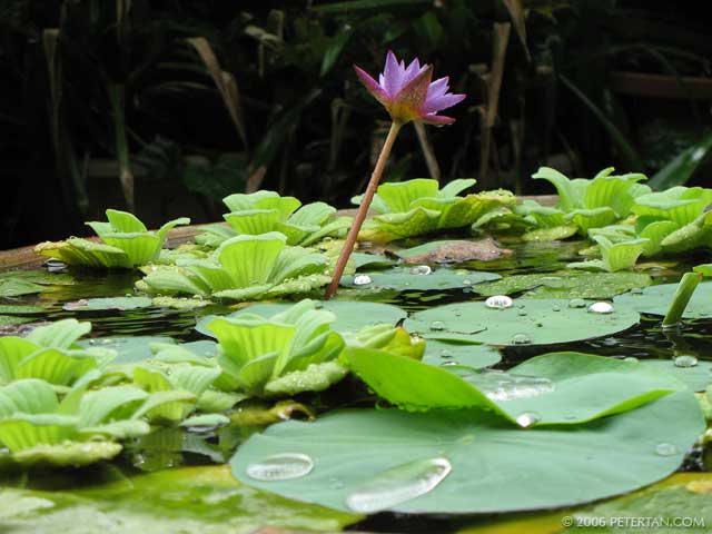 Waterlily - after the rain