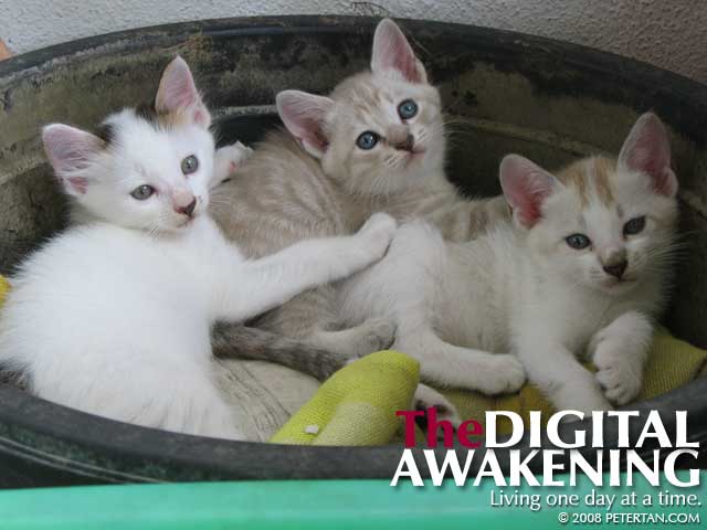 Kittens - Frosty, Milo and Patches
