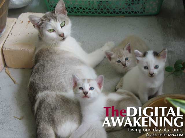 One cat and three kittens