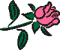 Dark-pink rose