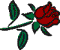 Deep-red rose