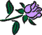 Lavender rose