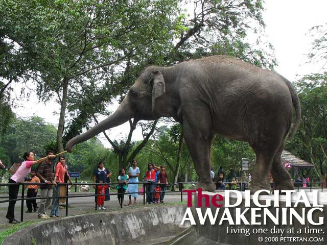 Wuan feeding the elephant with sugar cane at Zoo Negara Malaysia